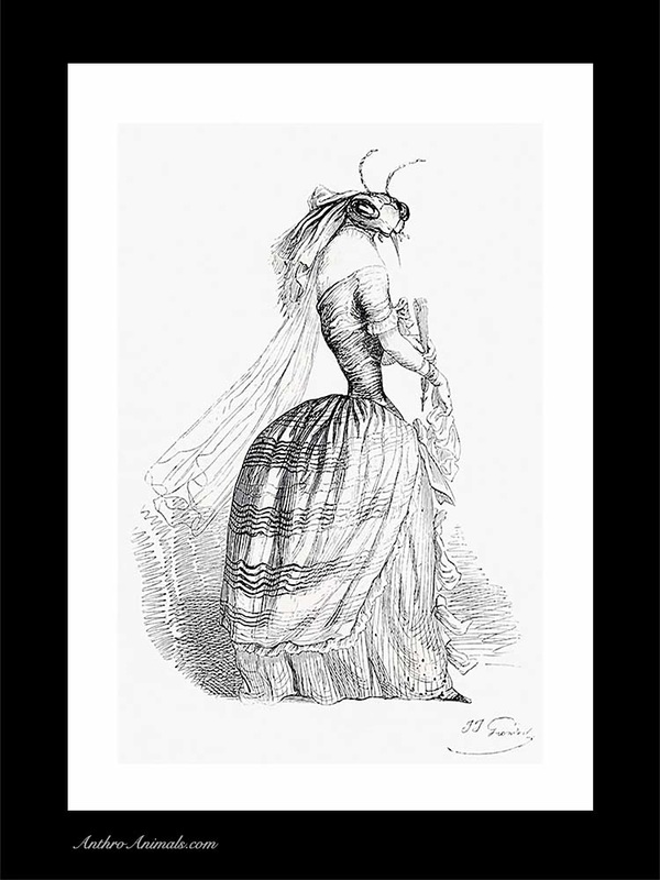 Insect in Ball Gown by J J Grandville from the Private and Public Lives of Animals